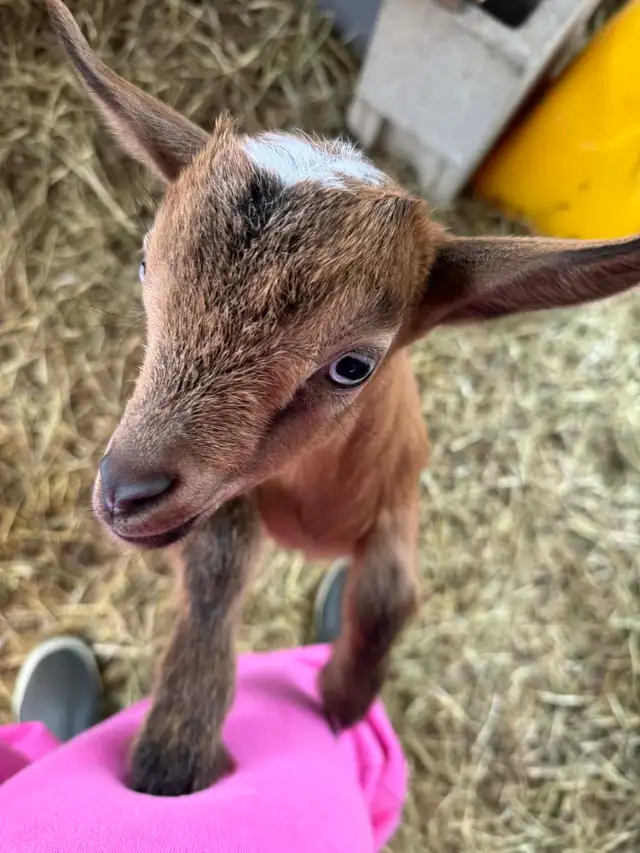 Nigerian Dwarf Bucklings - Photo 3