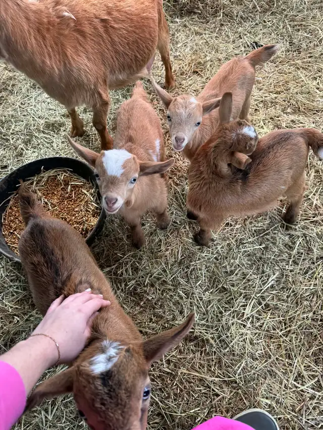 Nigerian Dwarf Bucklings - Photo 4