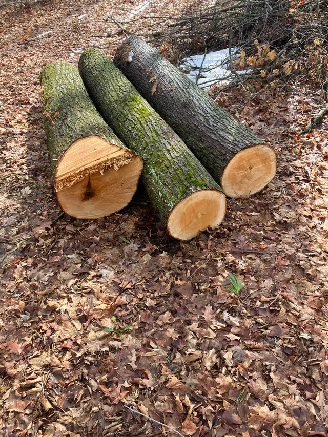 Basswood Logs
