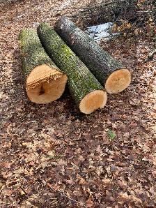 Basswood Logs