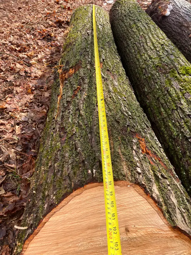 Basswood Logs - Photo 2