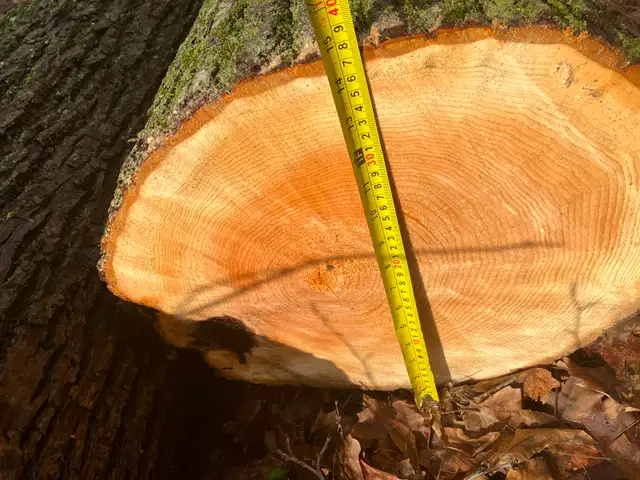 Basswood Logs - Photo 4