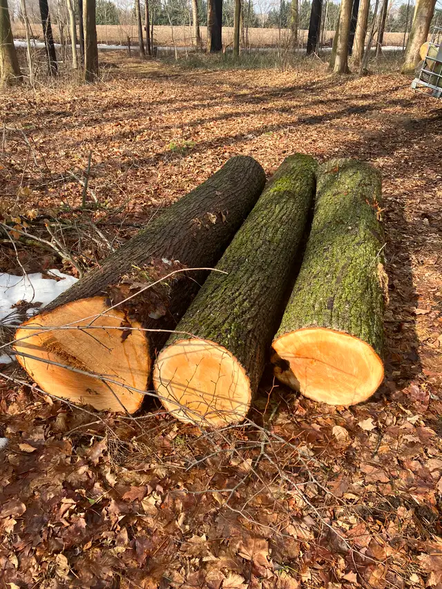Basswood Logs - Photo 5