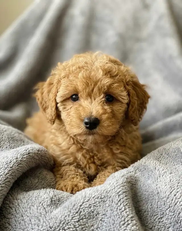 toy / mini poodle puppy / caniches chiot - Photo 2