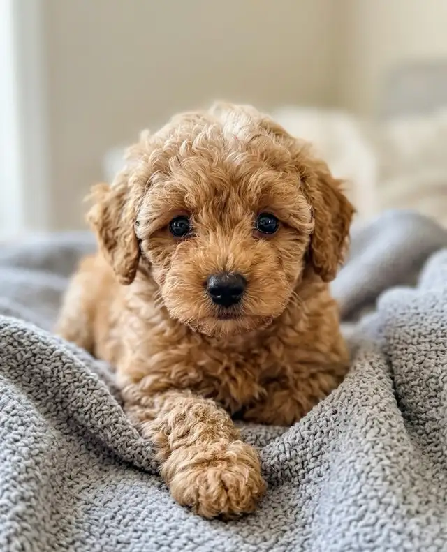 toy / mini poodle puppy / caniches chiot - Photo 4