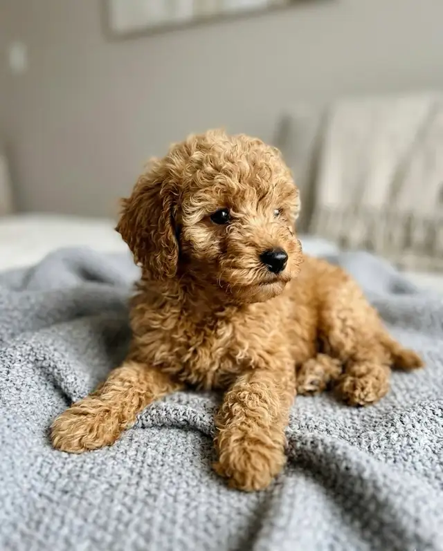 toy / mini poodle puppy / caniches chiot - Photo 5
