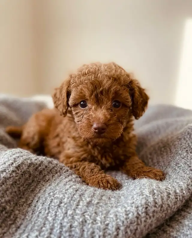 toy / mini poodle puppy / caniches chiot - Photo 6