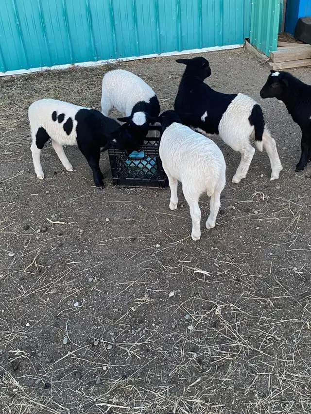 Dorper X Kathadin Ewe Lambs For Sale