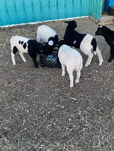 Dorper X Kathadin Ewe Lambs For Sale