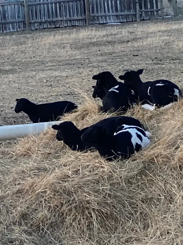 Dorper X Kathadin Ewe Lambs For Sale - Photo 2