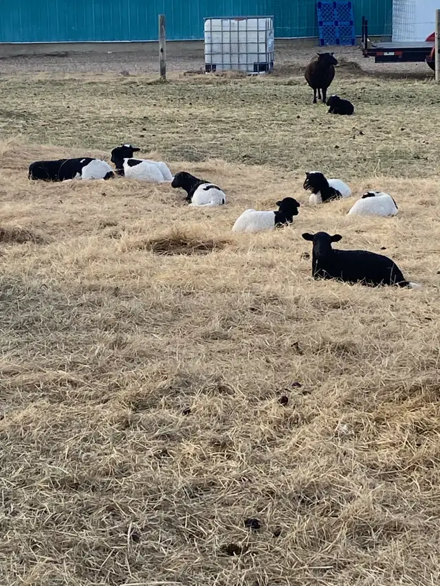 Dorper X Kathadin Ewe Lambs For Sale - Photo 3