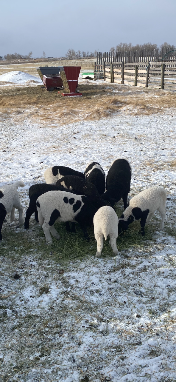 Dorper X Kathadin Ewe Lambs For Sale - Photo 4