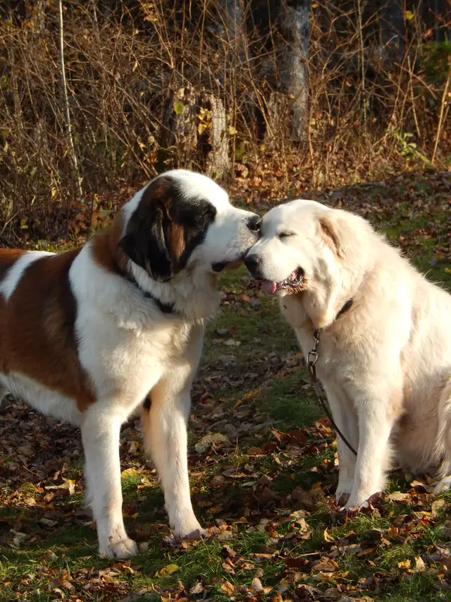 Saint Pyrenese Puppies