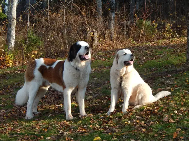 Saint Pyrenese Puppies - Photo 2