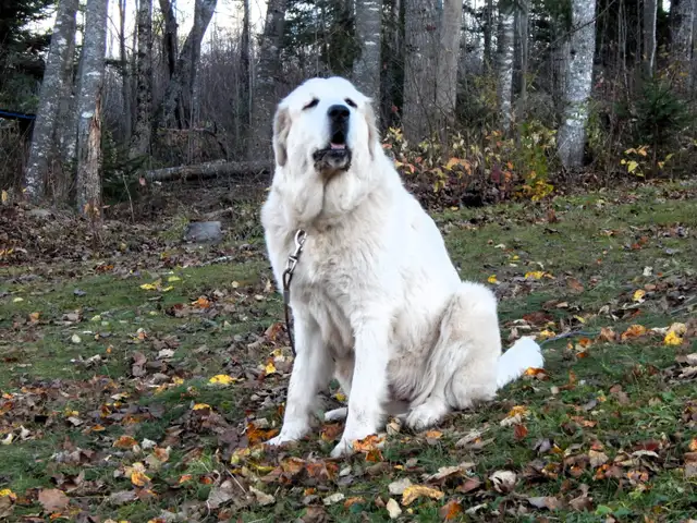 Saint Pyrenese Puppies - Photo 3