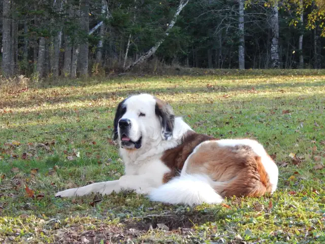 Saint Pyrenese Puppies - Photo 4