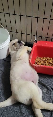 BEAUTIFUL YELLOW LABRADOR RETRIEVER MALE PUPPY