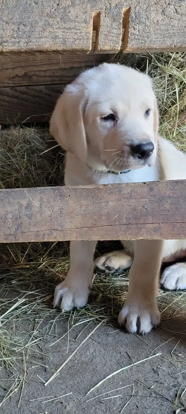 BEAUTIFUL YELLOW LABRADOR RETRIEVER MALE PUPPY - Photo 2