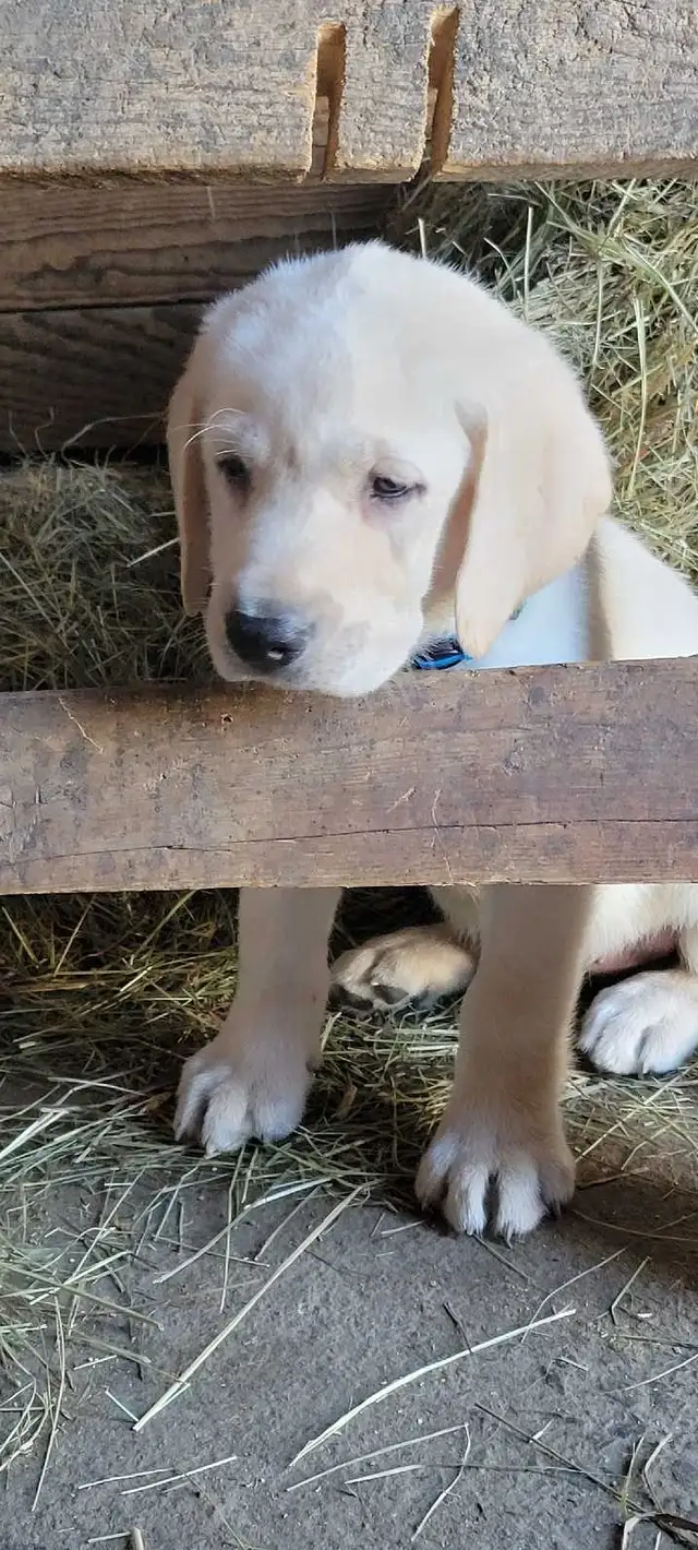BEAUTIFUL YELLOW LABRADOR RETRIEVER MALE PUPPY - Photo 3