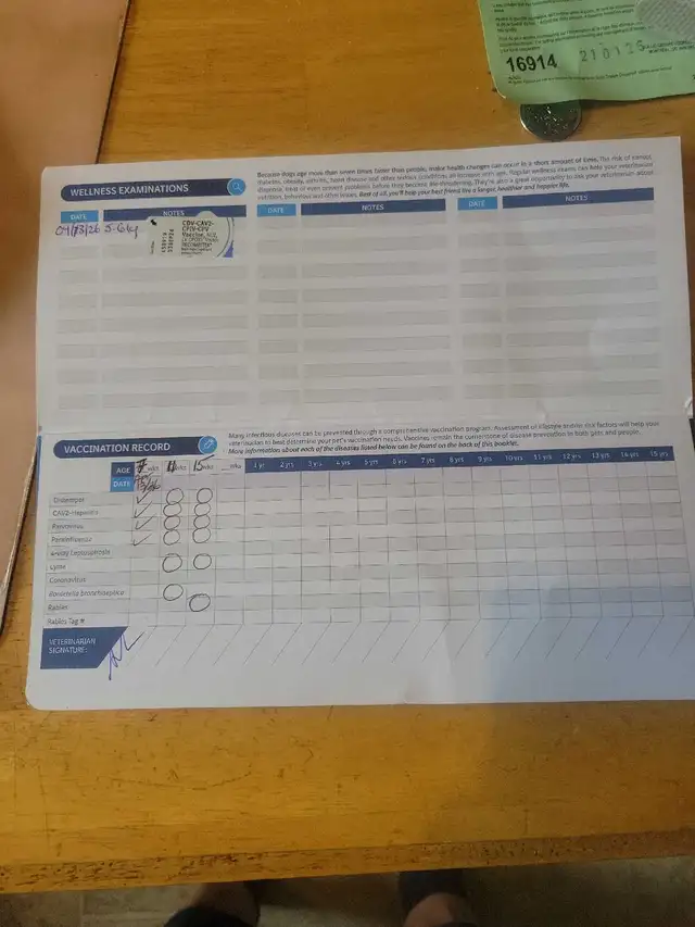 BEAUTIFUL YELLOW LABRADOR RETRIEVER MALE PUPPY - Photo 4