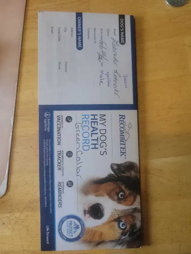 BEAUTIFUL YELLOW LABRADOR RETRIEVER MALE PUPPY - Photo 5