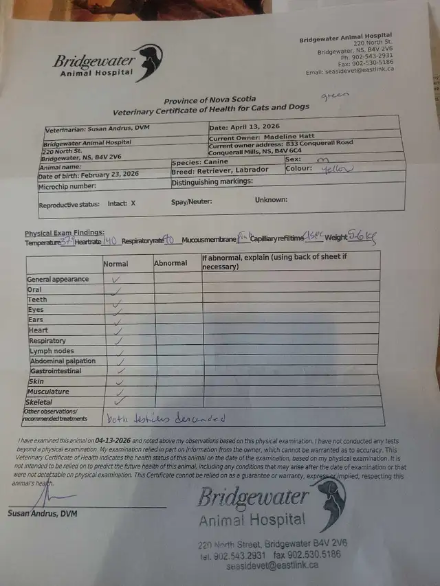 BEAUTIFUL YELLOW LABRADOR RETRIEVER MALE PUPPY - Photo 6