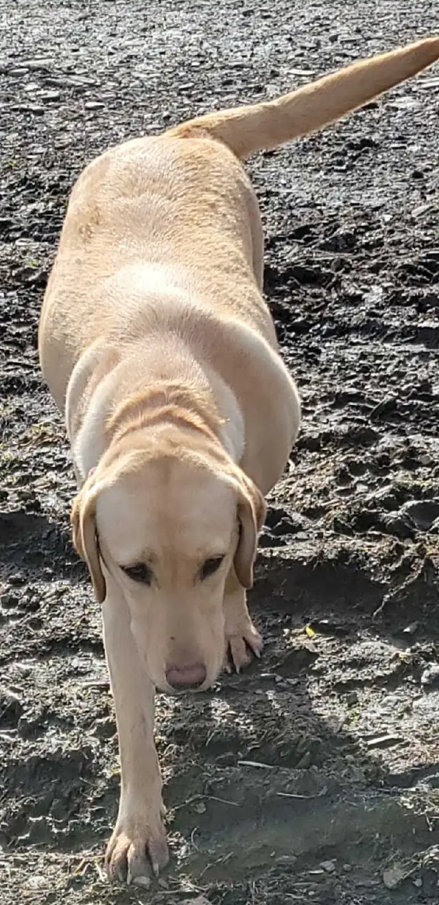 BEAUTIFUL YELLOW LABRADOR RETRIEVER MALE PUPPY - Photo 7