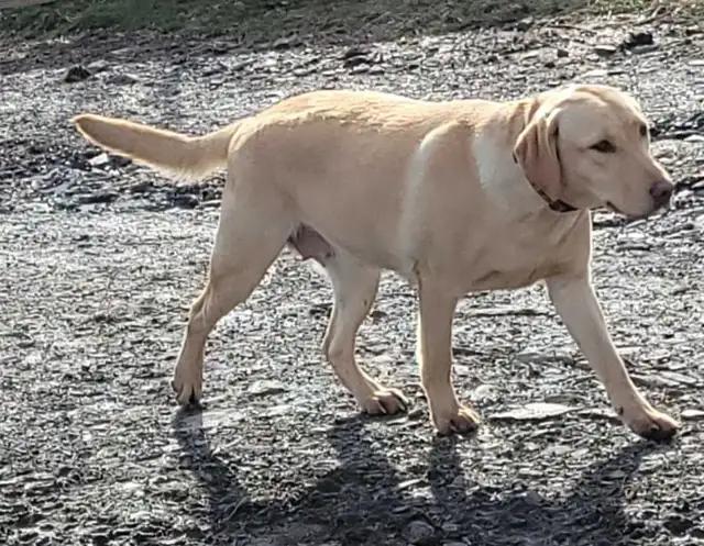 BEAUTIFUL YELLOW LABRADOR RETRIEVER MALE PUPPY - Photo 8