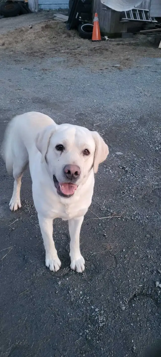 BEAUTIFUL YELLOW LABRADOR RETRIEVER MALE PUPPY - Photo 9