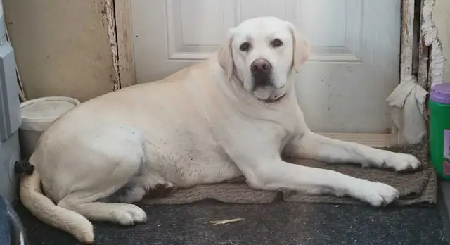 BEAUTIFUL YELLOW LABRADOR RETRIEVER MALE PUPPY - Photo 10