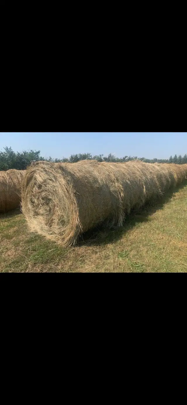 Hay for sale-