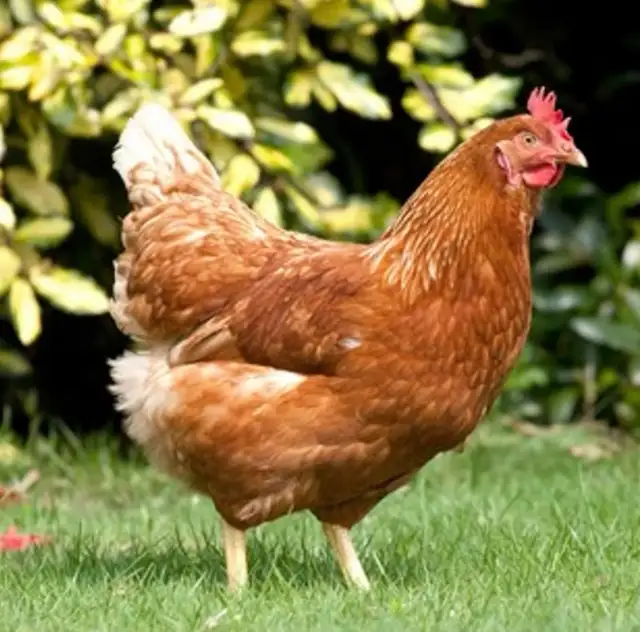 poule pondeuse rouge