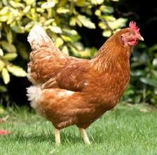 poule pondeuse rouge