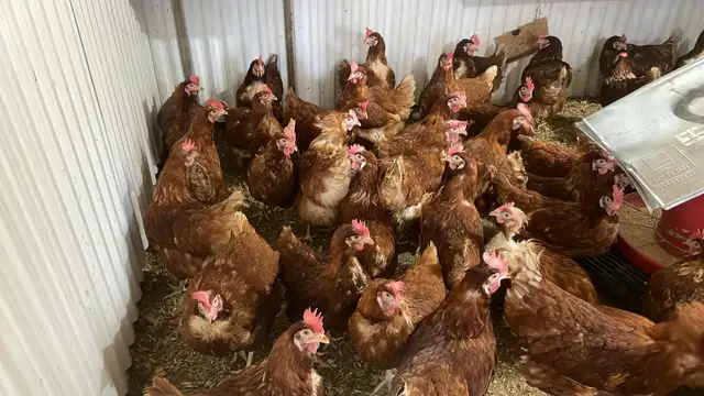 poule pondeuse rouge - Photo 2