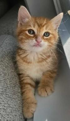 2 Petits Chatons Mignons