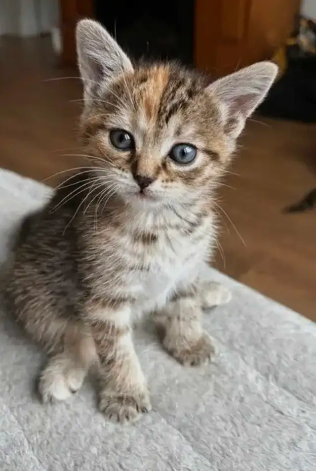 2 Petits Chatons Mignons - Photo 4