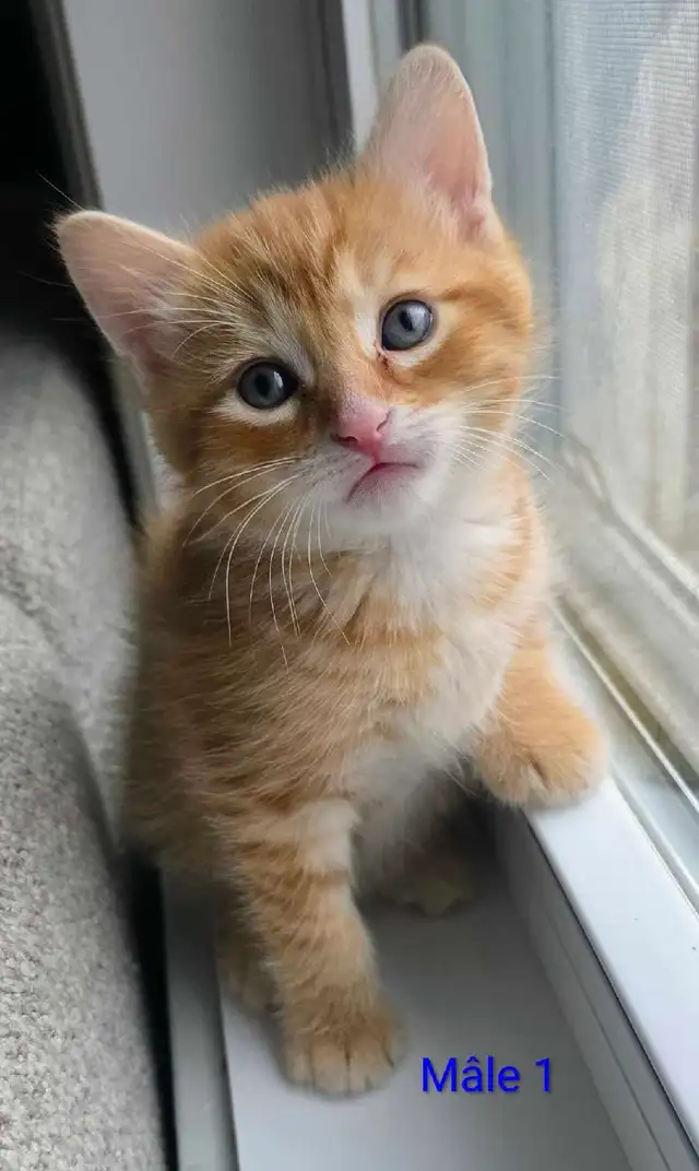 2 Petits Chatons Mignons - Photo 7