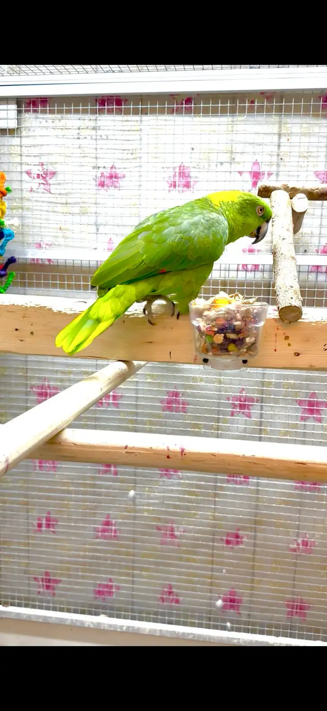 Female Amazon - Photo 3