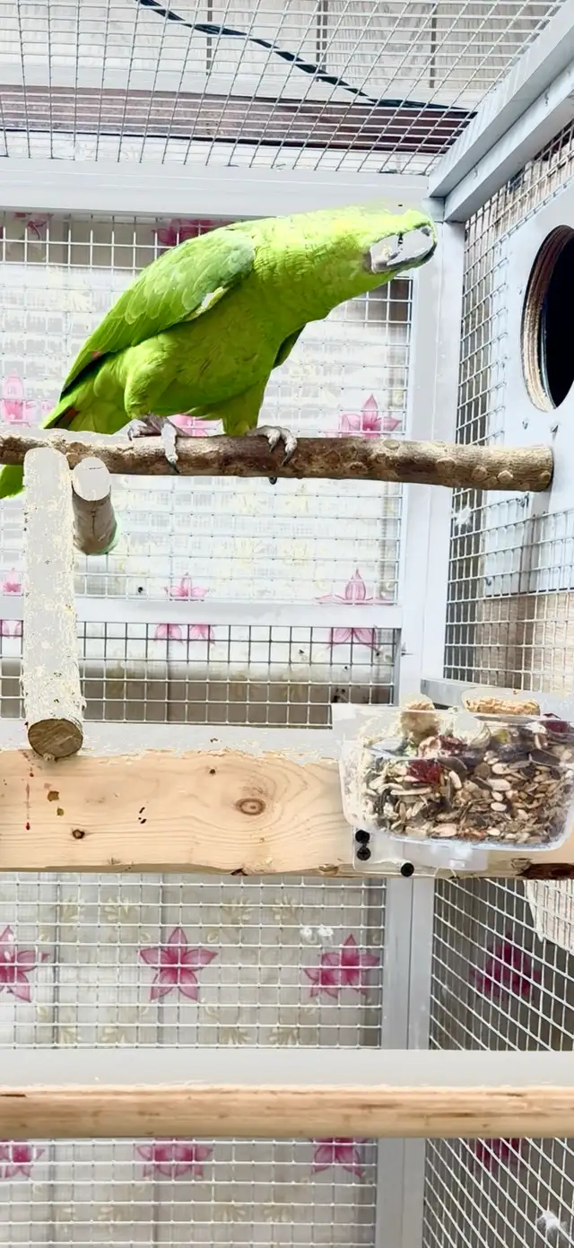 Female Amazon - Photo 4