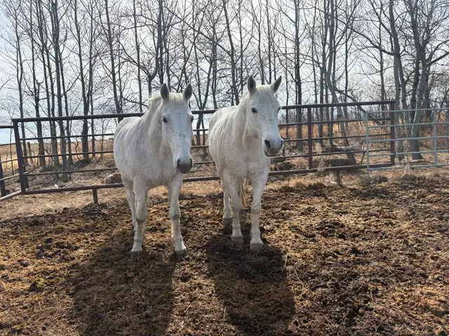 Percheron X Gelding team