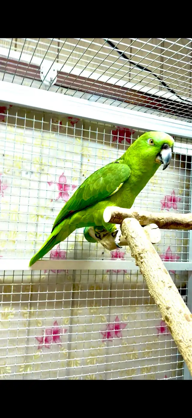 yellow nape Female - Photo 2