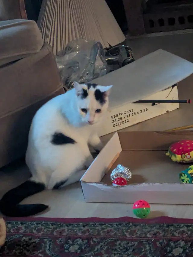 Looking for any unwanted cat supplies, scratch posts or anything