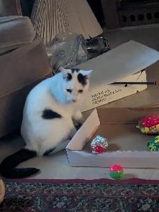 Looking for any unwanted cat supplies, scratch posts or anything