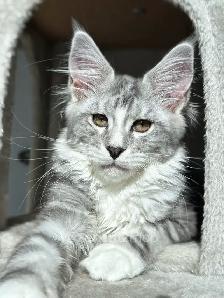 ZENCATZ Purebred Maine Coon Kittens
