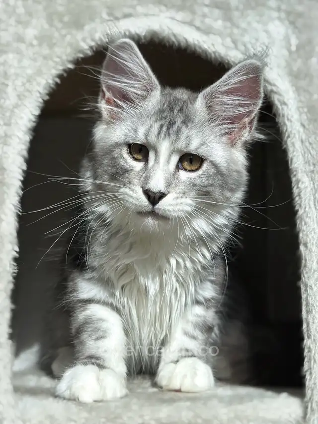 ZENCATZ Purebred Maine Coon Kittens - Photo 2
