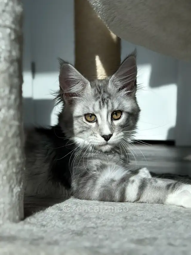 ZENCATZ Purebred Maine Coon Kittens - Photo 3