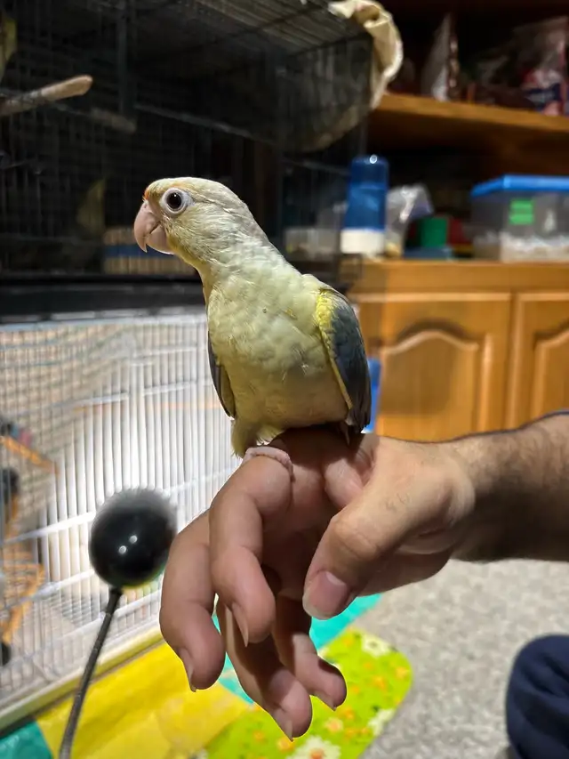 ❤️ Baby Conure For sale Friendly and Tamed ❤️