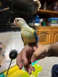 ❤️ Baby Conure For sale Friendly and Tamed ❤️