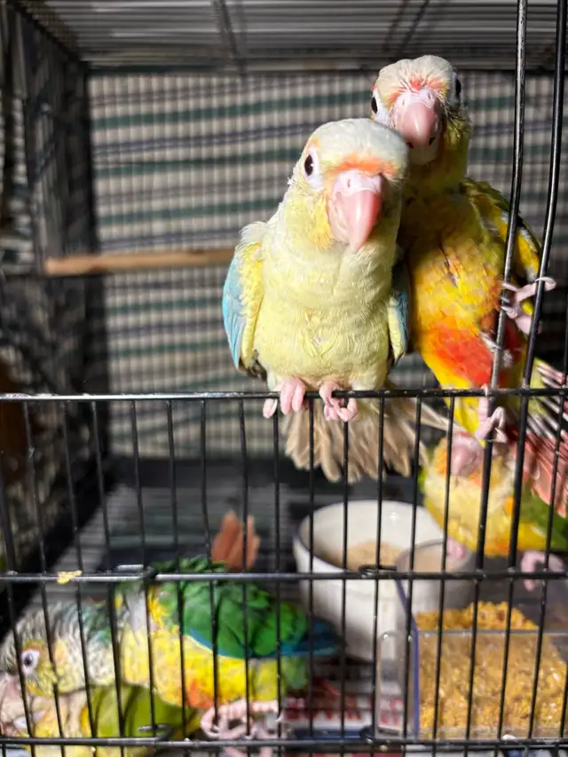 ❤️ Baby Conure For sale Friendly and Tamed ❤️ - Photo 7