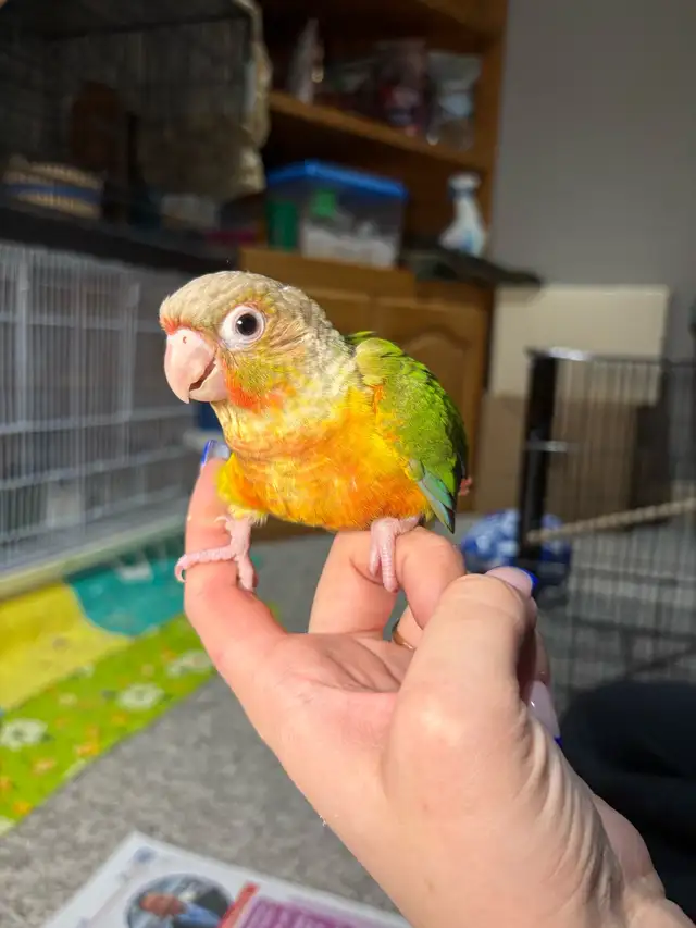 ❤️ Baby Conure For sale Friendly and Tamed ❤️ - Photo 8